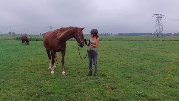 Groot puberpaard sluit zich af of trekt zich los